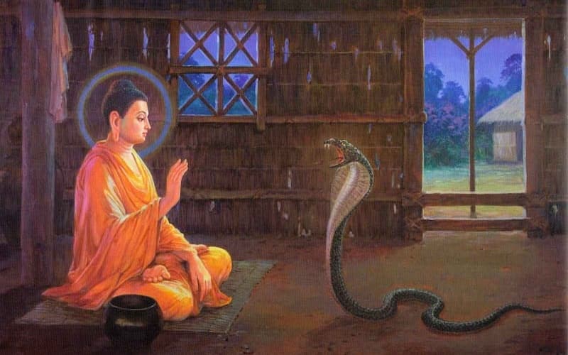 Kỳ lạ chuyện rắn nghe kinh Phật